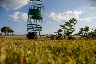 Prefeitura e comunidade cultivam mudas no Portal da Amazônia