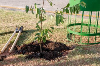 Prefeitura e comunidade cultivam mudas no Portal da Amazônia