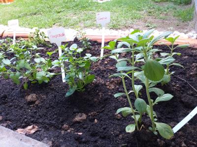 Semec promove aulas de educação ambiental para professores municipais