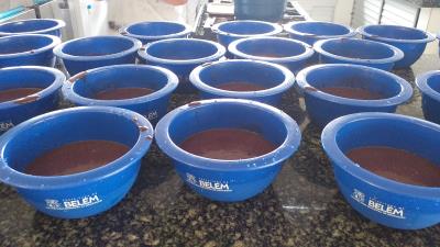 Semec promove a Semana do Açaí na Merenda Escolar