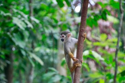 Bosque Rodrigues Alves comemora Dia da Árvore com os visitantes