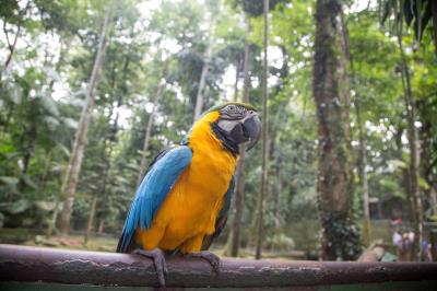 Bosque Rodrigues Alves comemora Dia da Árvore com os visitantes