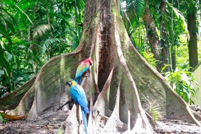 Bosque Rodrigues Alves comemora Dia da Árvore com os visitantes