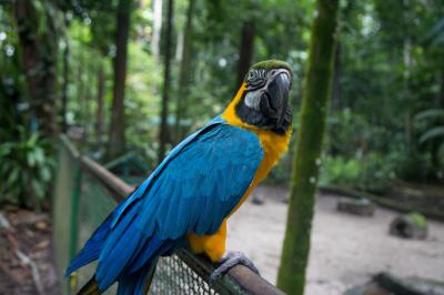 Bosque Rodrigues Alves comemora Dia da Árvore com os visitantes