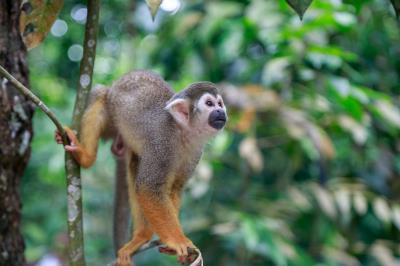 Bosque Rodrigues Alves comemora Dia da Árvore com os visitantes