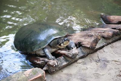 Bosque Rodrigues Alves comemora Dia da Fauna e aniversário do peixe-boi Cajuru