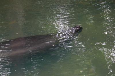 Bosque Rodrigues Alves comemora Dia da Fauna e aniversário do peixe-boi Cajuru