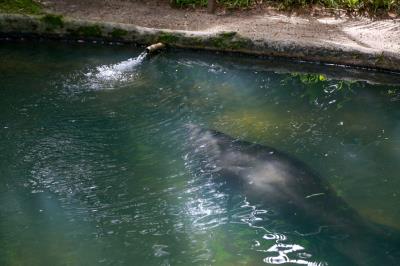Bosque Rodrigues Alves comemora Dia da Fauna e aniversário do peixe-boi Cajuru