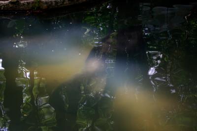 Bosque Rodrigues Alves comemora Dia da Fauna e aniversário do peixe-boi Cajuru