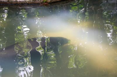Bosque Rodrigues Alves comemora Dia da Fauna e aniversário do peixe-boi Cajuru