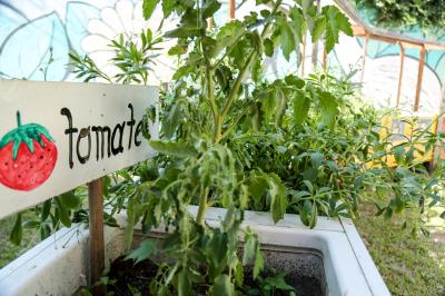 Agricultura familiar gera renda e garante qualidade na merenda escolar