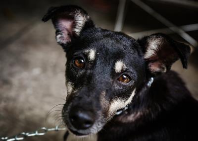Praça da República recebeu a 57ª Feira de Adoção de Cães e Gatos neste domingo