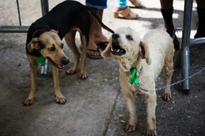 Praça da República recebeu a 57ª Feira de Adoção de Cães e Gatos neste domingo