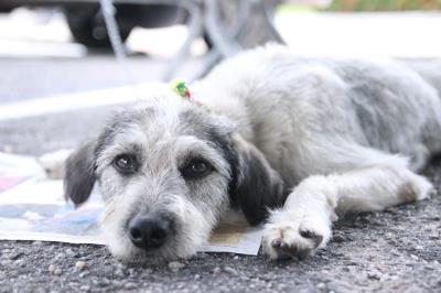 Belém 404 Anos - Feira de Adoção de Cães e Gatos - parte 1