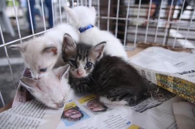 Belém 404 Anos - Feira de Adoção de Cães e Gatos - parte 1