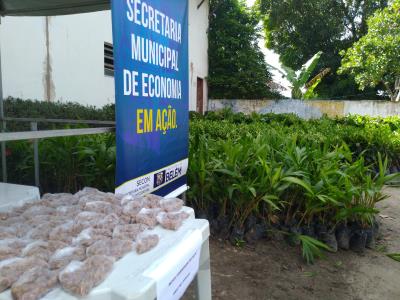 Agricultores de Mosqueiro recebem mudas e sementes da Prefeitura de Belém