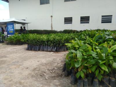 Agricultores de Mosqueiro recebem mudas e sementes da Prefeitura de Belém