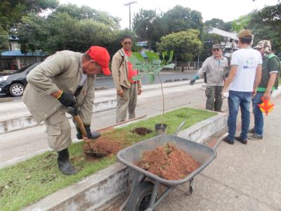 Avenida Almirante Barroso recebe plantio de ipês