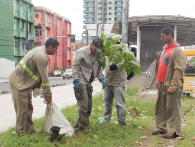 Avenida Almirante Barroso recebe plantio de ipês