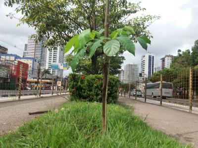 Avenida Almirante Barroso recebe plantio de ipês