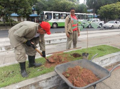 Avenida Almirante Barroso recebe plantio de ipês