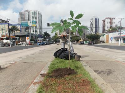 Avenida Almirante Barroso recebe plantio de ipês