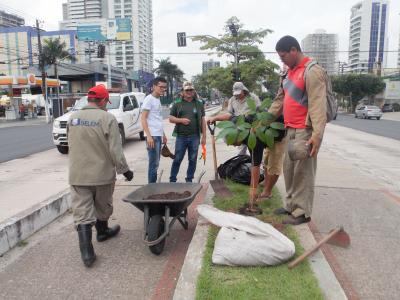 Avenida Almirante Barroso recebe plantio de ipês