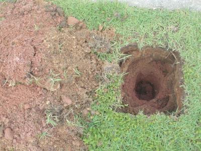 Avenida Almirante Barroso recebe plantio de ipês