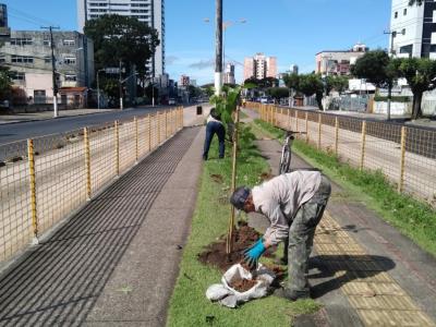 Avenida Almirante Barroso recebe plantio de ipês