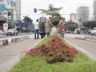 Avenida Almirante Barroso recebe plantio de ipês