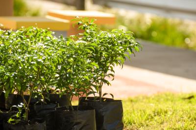Florir Belém é lançado com previsão de plantio de 20 mil espécies até o final do ano