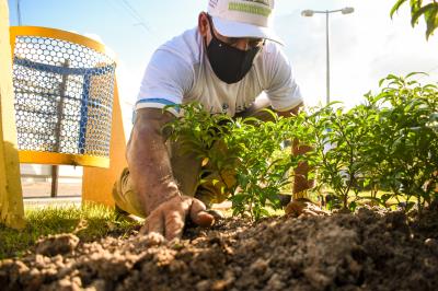 Florir Belém é lançado com previsão de plantio de 20 mil espécies até o final do ano