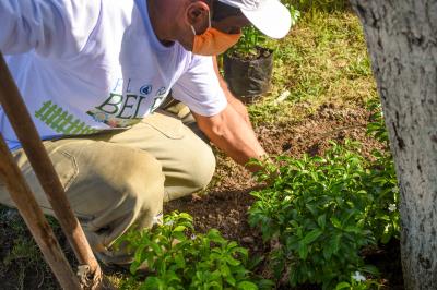 Florir Belém é lançado com previsão de plantio de 20 mil espécies até o final do ano