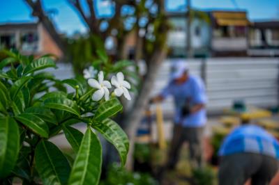 Florir Belém é lançado com previsão de plantio de 20 mil espécies até o final do ano