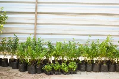 Florir Belém é lançado com previsão de plantio de 20 mil espécies até o final do ano
