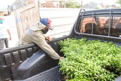 Florir Belém é lançado com previsão de plantio de 20 mil espécies até o final do ano