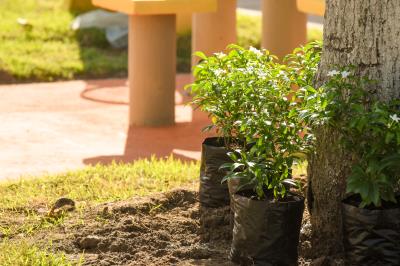 Florir Belém é lançado com previsão de plantio de 20 mil espécies até o final do ano