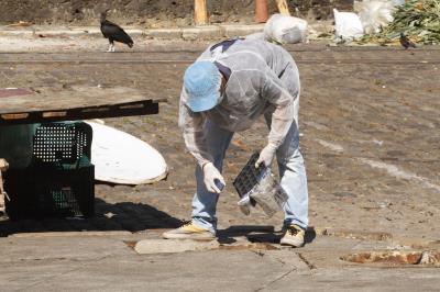  Centro de Controle de Zoonoses realiza desratização no Complexo Ver-o-Peso