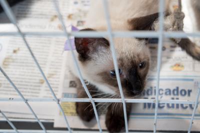 Prefeitura promove mais uma edição da feira de adoção de cães e gatos