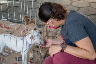 Prefeitura promove mais uma edição da feira de adoção de cães e gatos