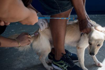 Prefeitura promove mais uma edição da feira de adoção de cães e gatos