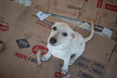 Prefeitura promove mais uma edição da feira de adoção de cães e gatos