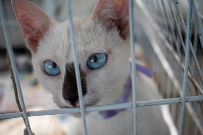Prefeitura promove mais uma edição da feira de adoção de cães e gatos