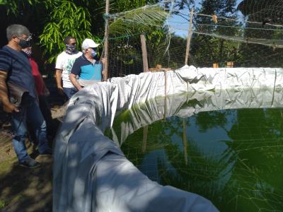 Cresce a produção de piscicultura na ilha de Cotijuba