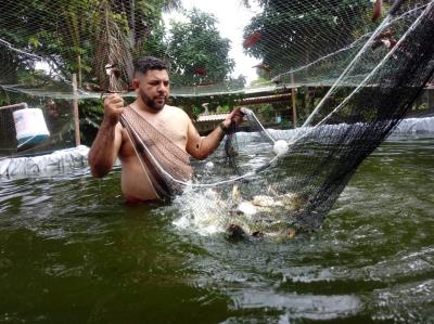 Cresce a produção de piscicultura na ilha de Cotijuba