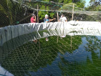 Cresce a produção de piscicultura na ilha de Cotijuba