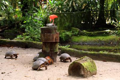 Reabertura do Bosque em tempos de Pandemia 