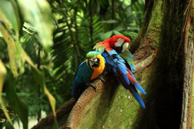Reabertura do Bosque em tempos de Pandemia 