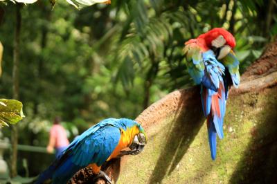 Reabertura do Bosque em tempos de Pandemia 