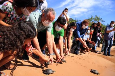 Prefeitura realiza soltura de 27 tracajás na ilha de Jutuba